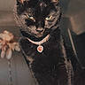 animal, black_cat, cat, close_up, cozy, domestic_cat, ears, eyes, feline, fur, heart_shaped_pendant, indoor, jewelry, looking, mystical, necklace, pet, portrait, soft_light, whiskers