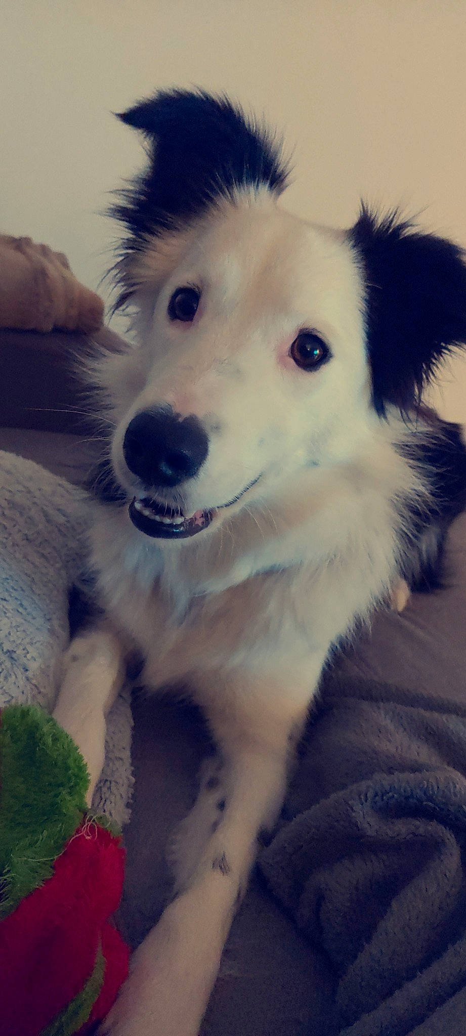 Orca participe au concours pour gagner de l'argent avec cette photo : berger_blanc_suisse, border_collie, canidae, carnivore, companion_dog, dog, dog_breed, fur, mammal, nose, puppy, rare_breed_dog, siberian_husky, skin, snout, sporting_group, vertebrate, working_dog