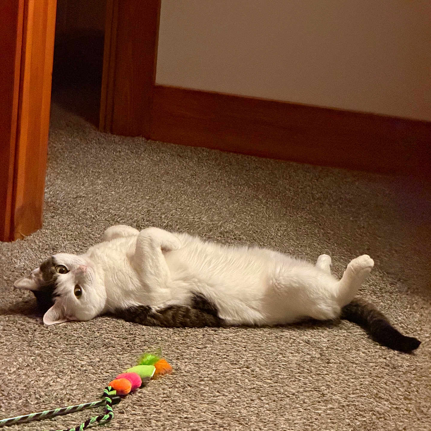 Cookie joined the competition — help win amazing prizes! cat, carpet, toy, indoor, wooden_door_frame, pet, lying_down, relaxed, curious, white_fur, tabby_fur, animal, floor, home, playful, colorful, domestic, cute, feline, resting
