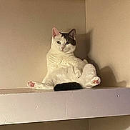 Cookie joined the competition — help win amazing prizes! cat, white_cat, gray_patch, sitting, shelf, indoor, pet, animal, feline, paw, looking, shadow, calm, cute, funny_pose, relaxed, pink_paw, fur, whiskers, ears