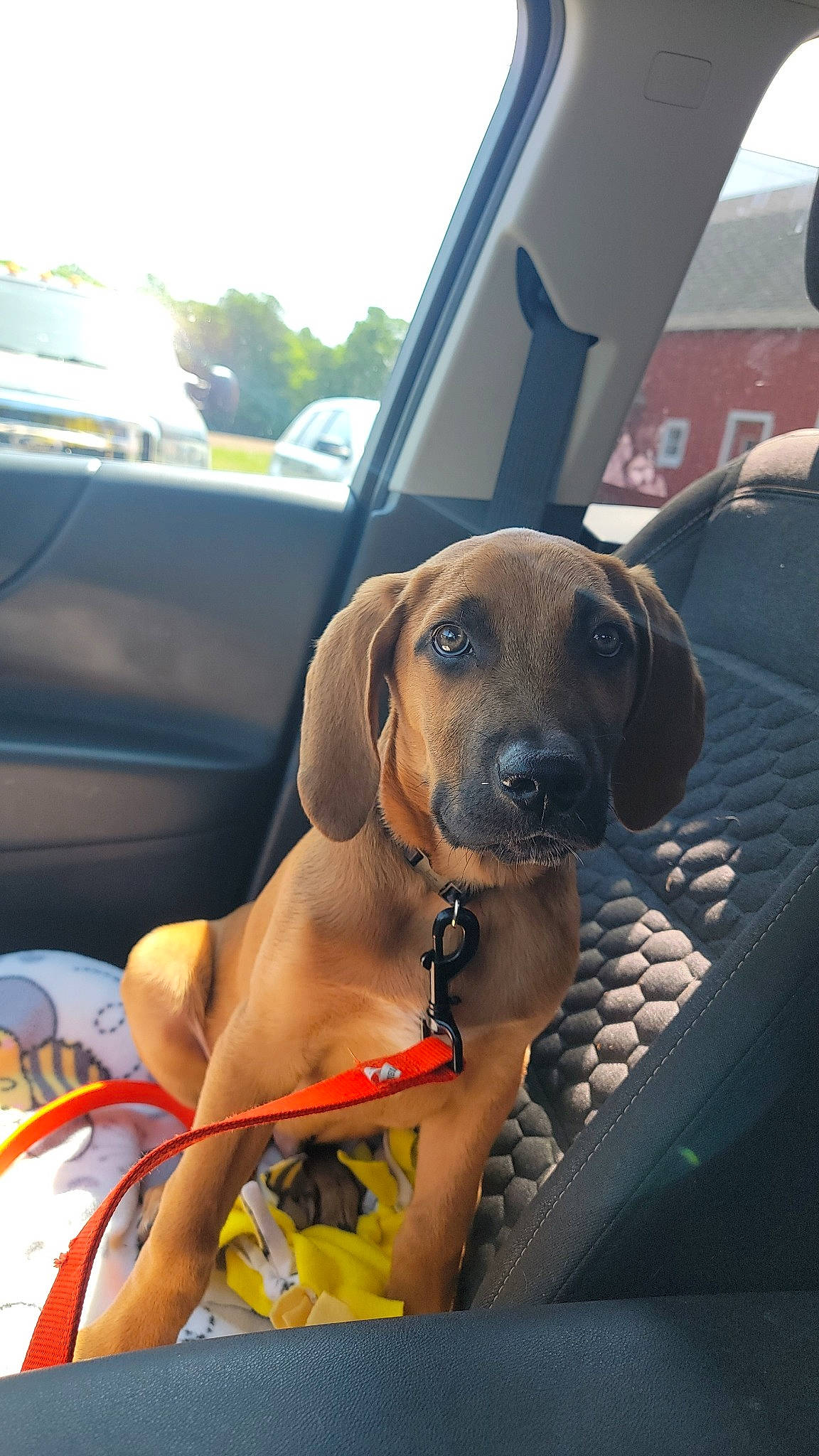 Toby joined the competition — help win amazing prizes! auto_part, automotive_exterior, car, carnivore, collar, companion_dog, dog, dog_breed, dog_collar, dog_supply, fawn, gun_dog, liver, motor_vehicle, snout, sporting_group, vehicle, vehicle_door, windshield, working_animal