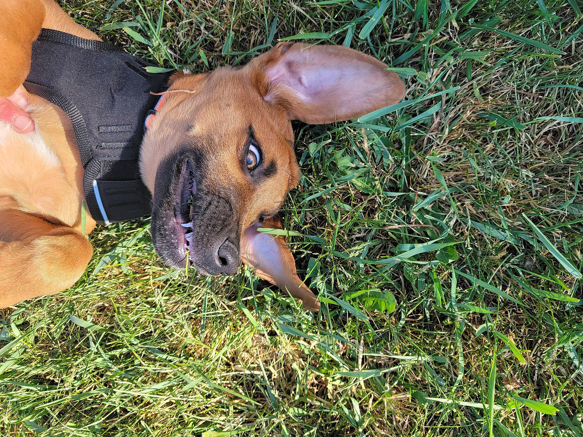 Toby is registered to the contest to win money with this photo: canidae, carnivore, companion_dog, dog, dog_breed, ear, fawn, grass, guard_dog, hound, hunting_dog, non_sporting_group, puppy, sporting_group, terrestrial_animal, whiskers, working_animal, working_dog