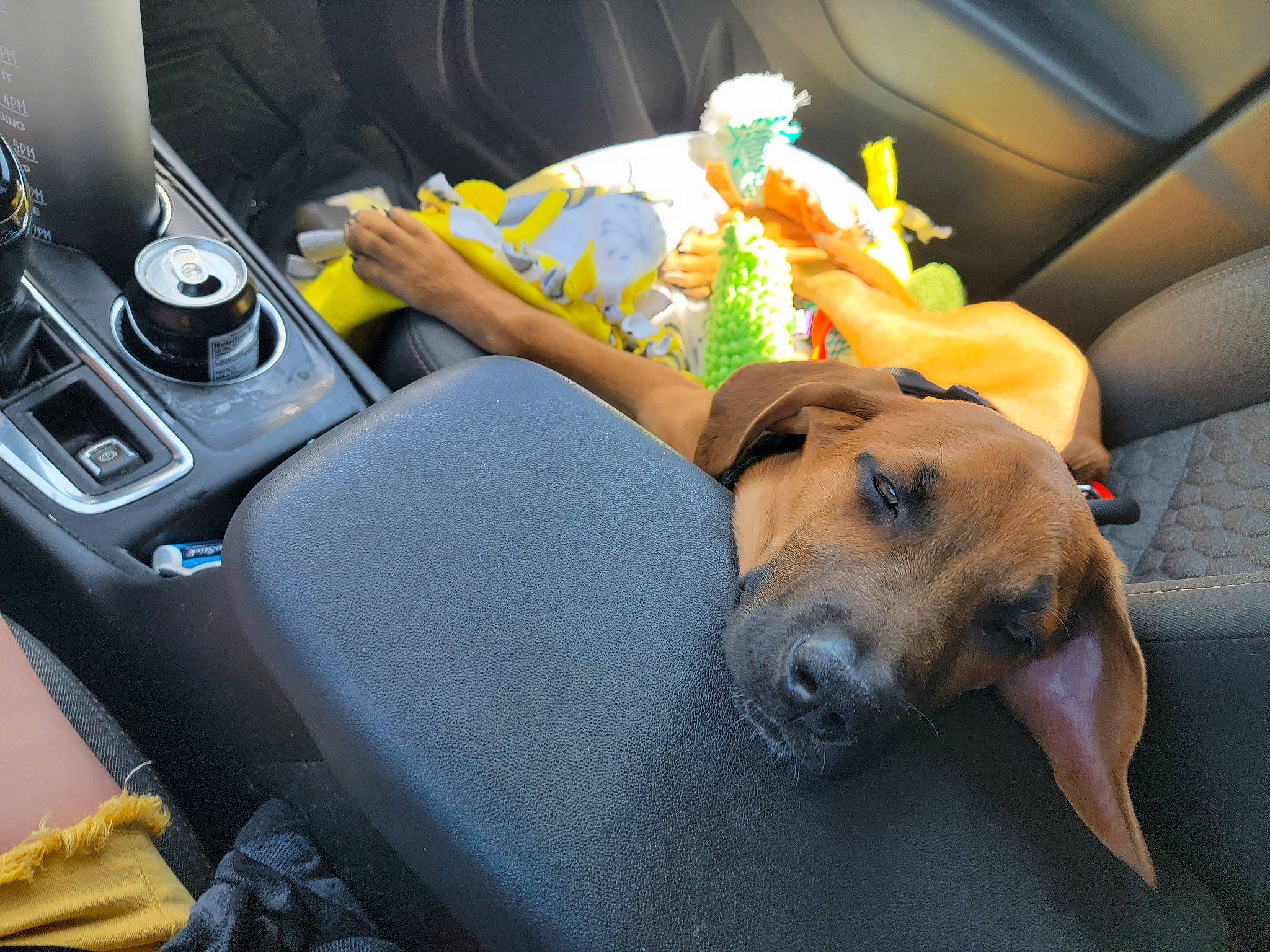 Toby joined the competition — help win amazing prizes! auto_part, car, car_seat, car_seat_cover, carnivore, comfort, companion_dog, dog, dog_breed, dog_supply, family_car, fawn, head_restraint, luxury_vehicle, mid_size_car, motor_vehicle, personal_luxury_car, steering_wheel, vehicle, vehicle_door