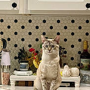 Kiki joined the competition — help win amazing prizes! animal, bottle, cat, ceramic_pumpkin, countertop, decor, domestic_cat, figurines, hexagonal_tile, household, indoor, kitchen, pet, portrait, rooster, salt_grinder, sitting, still_life, tile, white_cabinet