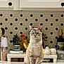 animal, bottle, cat, ceramic_pumpkin, countertop, decor, domestic_cat, figurines, hexagonal_tile, household, indoor, kitchen, pet, portrait, rooster, salt_grinder, sitting, still_life, tile, white_cabinet