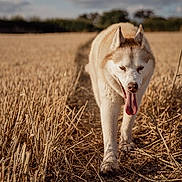 Lucijsjkoztlbk is registered to the contest to win money with this photo: dog, husky, animal, canine, field, wheat, path, outdoor, nature, sunlight, daytime, tongue_out, walking, fur, ears, sky, clouds, agriculture, rural, summer
