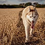 dog, husky, animal, canine, field, wheat, path, outdoor, nature, sunlight, daytime, tongue_out, walking, fur, ears, sky, clouds, agriculture, rural, summer