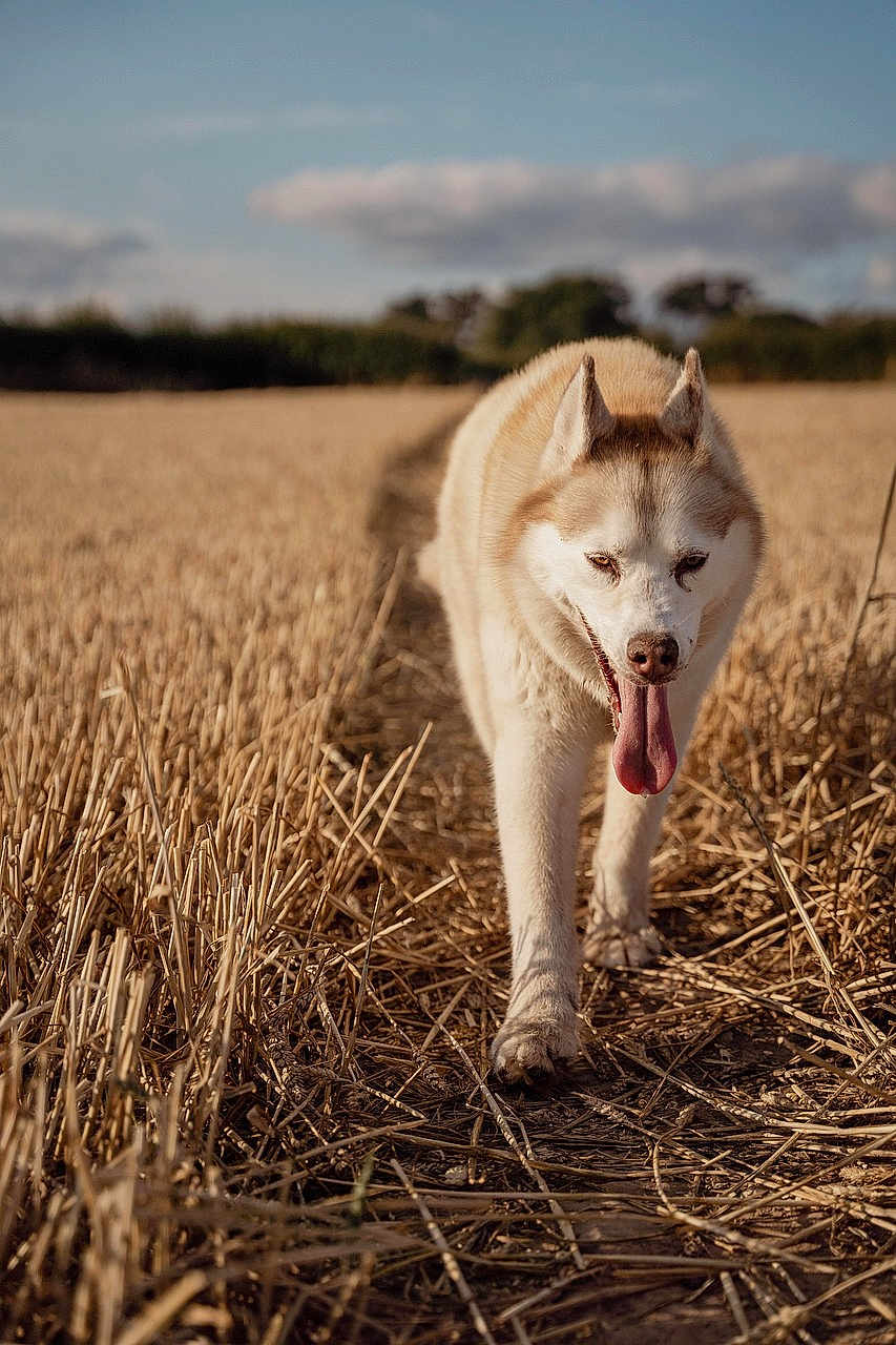 Lucijsjkoztlbk is registered to the contest to win money with this photo: dog, husky, animal, canine, field, wheat, path, outdoor, nature, sunlight, daytime, tongue_out, walking, fur, ears, sky, clouds, agriculture, rural, summer