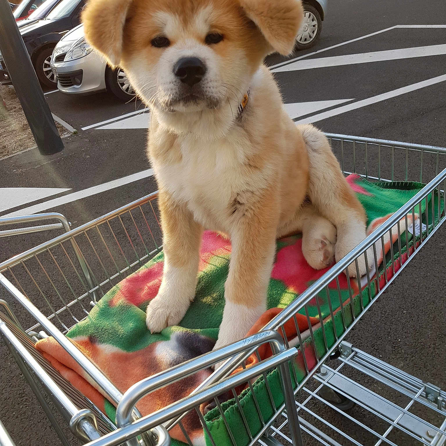 Oslo participe au concours pour gagner de l'argent avec cette photo : carnivoran, companion_dog, dog, dog_breed, dog_breed_group, dog_like_mammal, puppy, snout