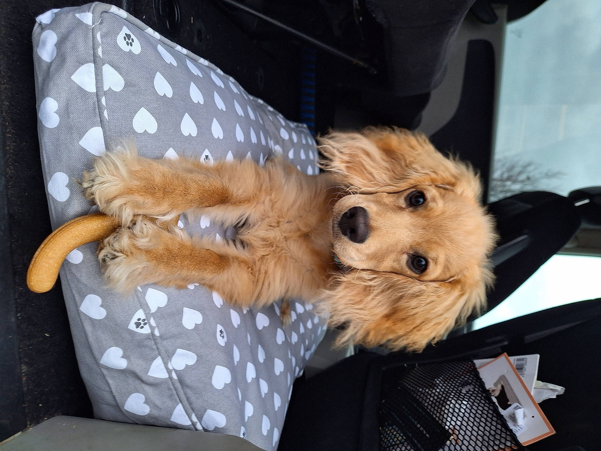 Winnie joined the competition — help win amazing prizes! bag, canidae, carnivore, comfort, companion_dog, dog_breed, dog_supply, fawn, felidae, fur, pattern, paw, small_terrier, sporting_group, stuffed_toy, terrier, toy, toy_dog, watch