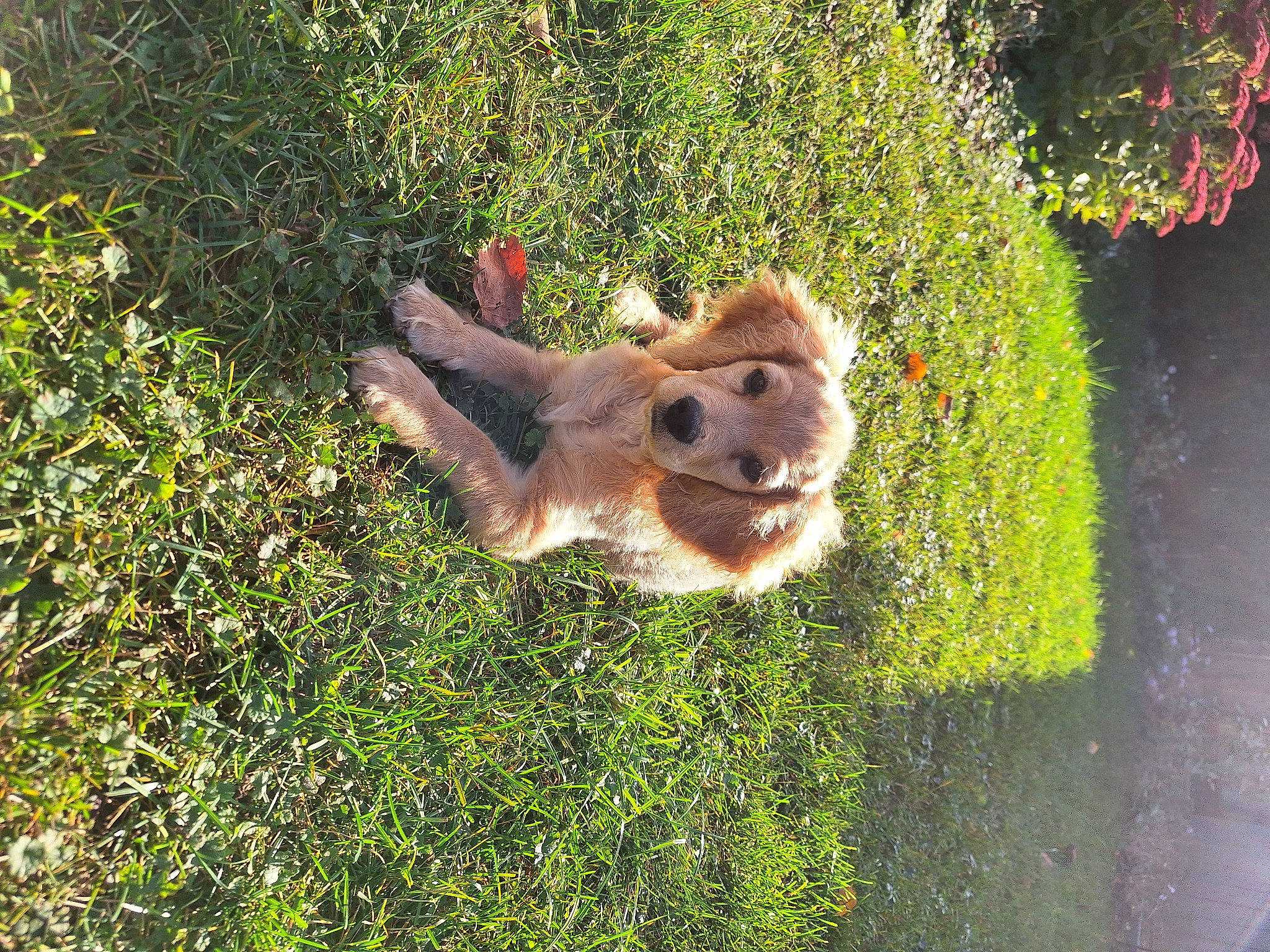 Winnie is registered to the contest to win money with this photo: canidae, carnivore, companion_dog, dog, dog_breed, fawn, grass, grass_family, groundcover, landscape, lawn, liver, people_in_nature, plant, shadow, shrub, snout, sporting_group, sunglasses, tail