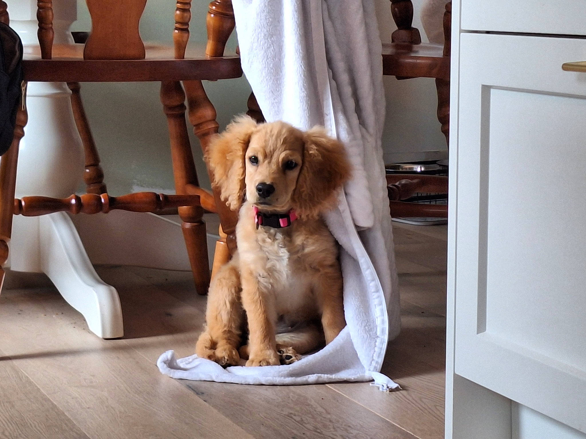 Winnie joined the competition — help win amazing prizes! cabinetry, carnivore, chair, collar, companion_dog, dog, dog_breed, dog_collar, dog_supply, fawn, floor, flooring, fur, gun_dog, hardwood, pet_supply, retriever, sporting_group, wood, working_animal