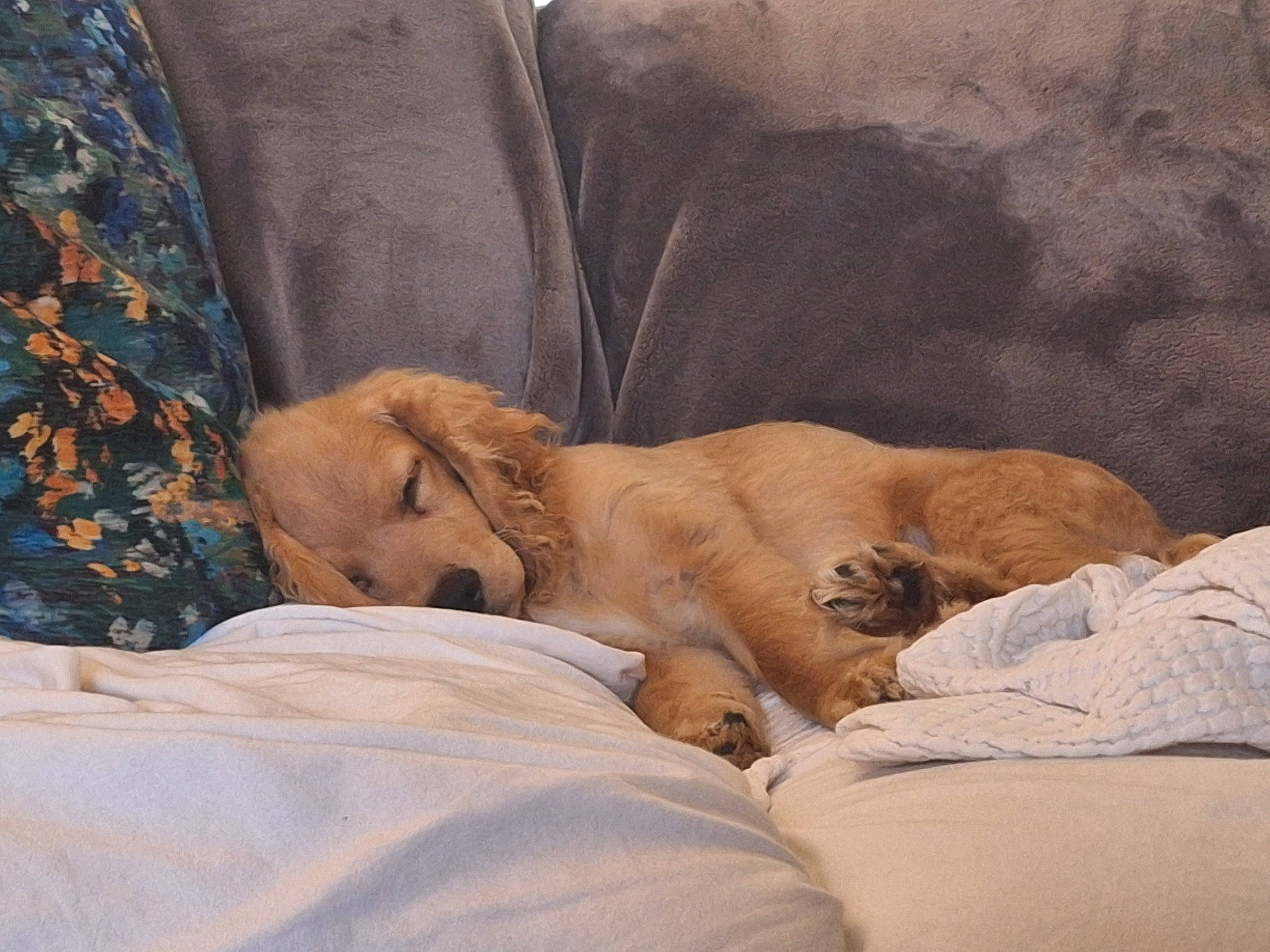 Winnie joined the competition — help win amazing prizes! bed_sheet, bedding, bedtime, big_cats, carnivore, cat, cloud, comfort, companion_dog, dog_breed, duvet, fawn, felidae, fur, linens, sky, small_to_medium_sized_cats, sporting_group, terrestrial_animal, whiskers