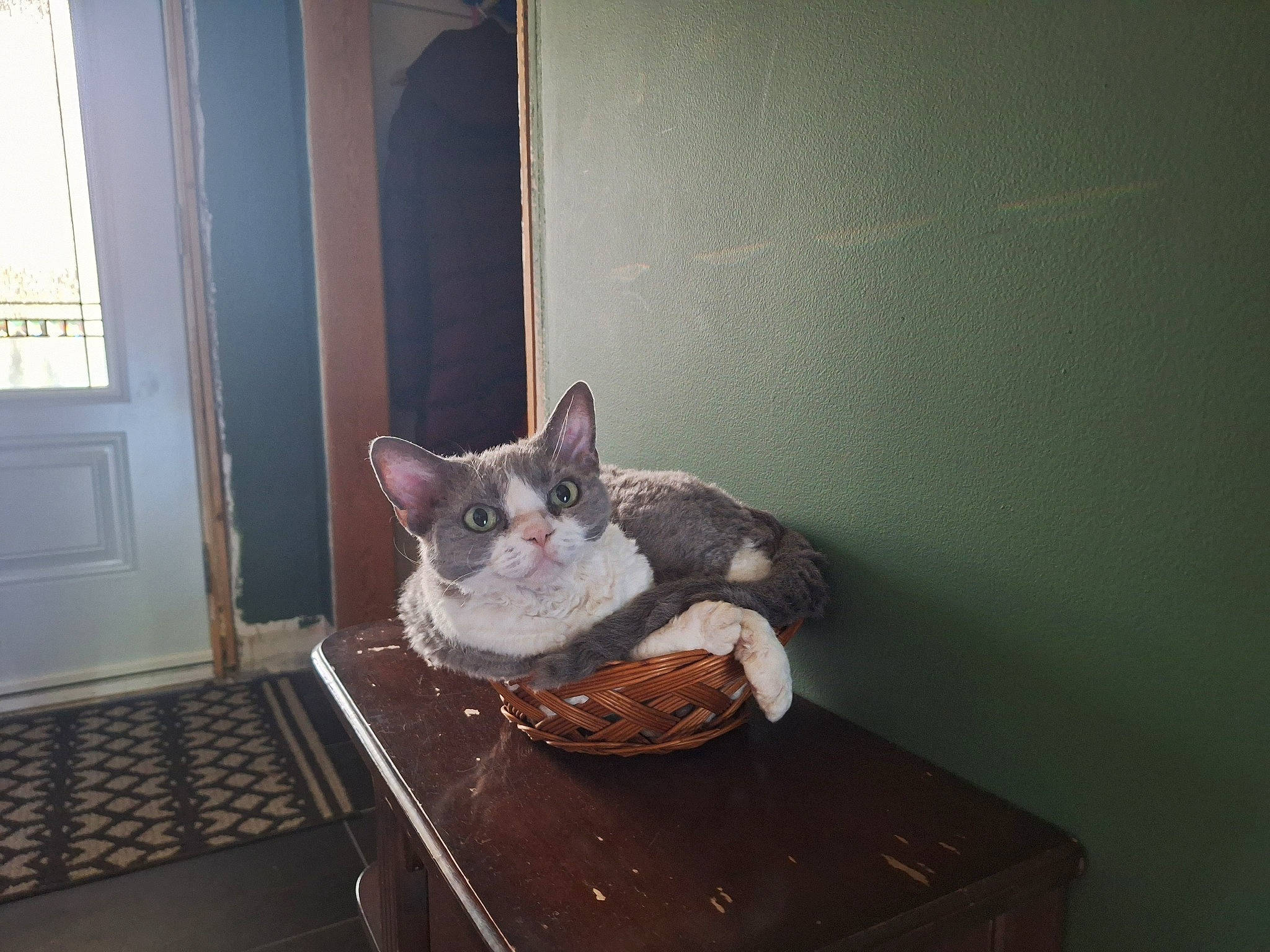 Lucy is registered to the contest to win money with this photo: carnivore, cat, chair, comfort, domestic_short_haired_cat, door, fawn, felidae, flooring, fur, furniture, hardwood, room, small_to_medium_sized_cats, table, tableware, tail, whiskers, window, wood