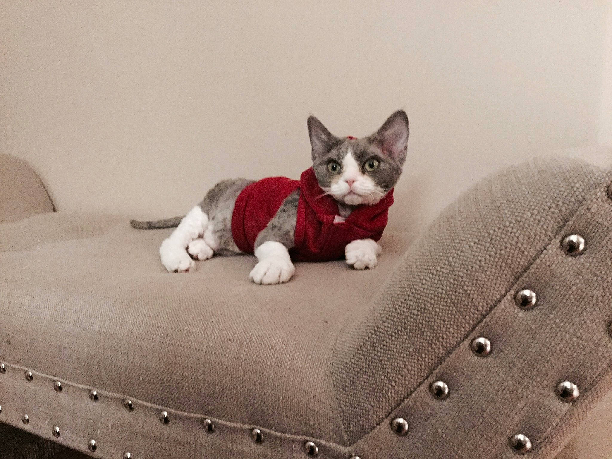 Lucy joined the competition — help win amazing prizes! bed, bedding, carmine, carnivore, cat, comfort, couch, domestic_short_haired_cat, felidae, grey, linens, pattern, paw, pillow, room, sitting, small_to_medium_sized_cats, tail, throw_pillow, whiskers