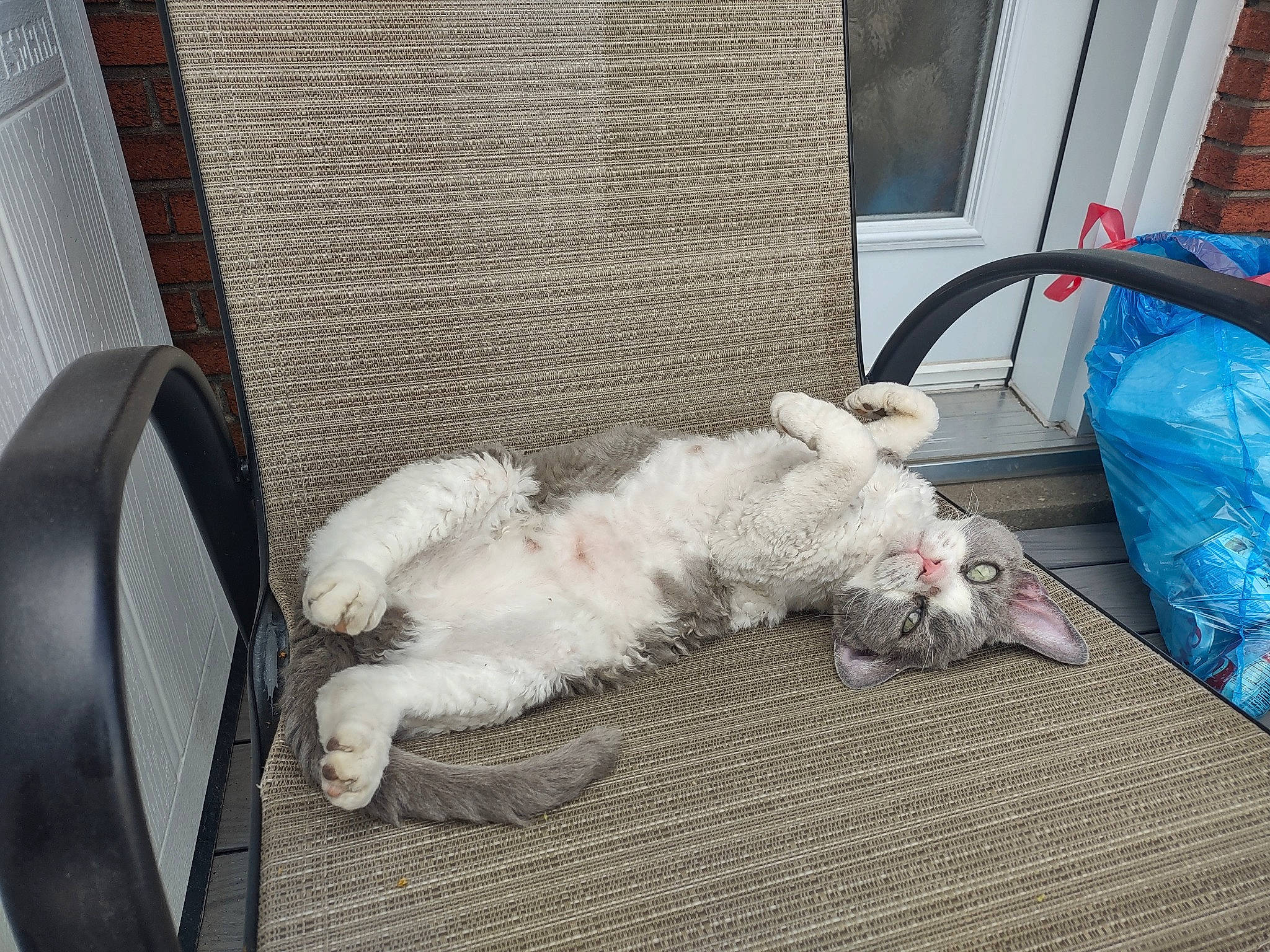 Lucy joined the competition — help win amazing prizes! canidae, carnivore, comfort, companion_dog, couch, dog_breed, felidae, flooring, fur, gas, linens, nap, plastic_bag, room, small_to_medium_sized_cats, sporting_group, tail, whiskers, wood, wool