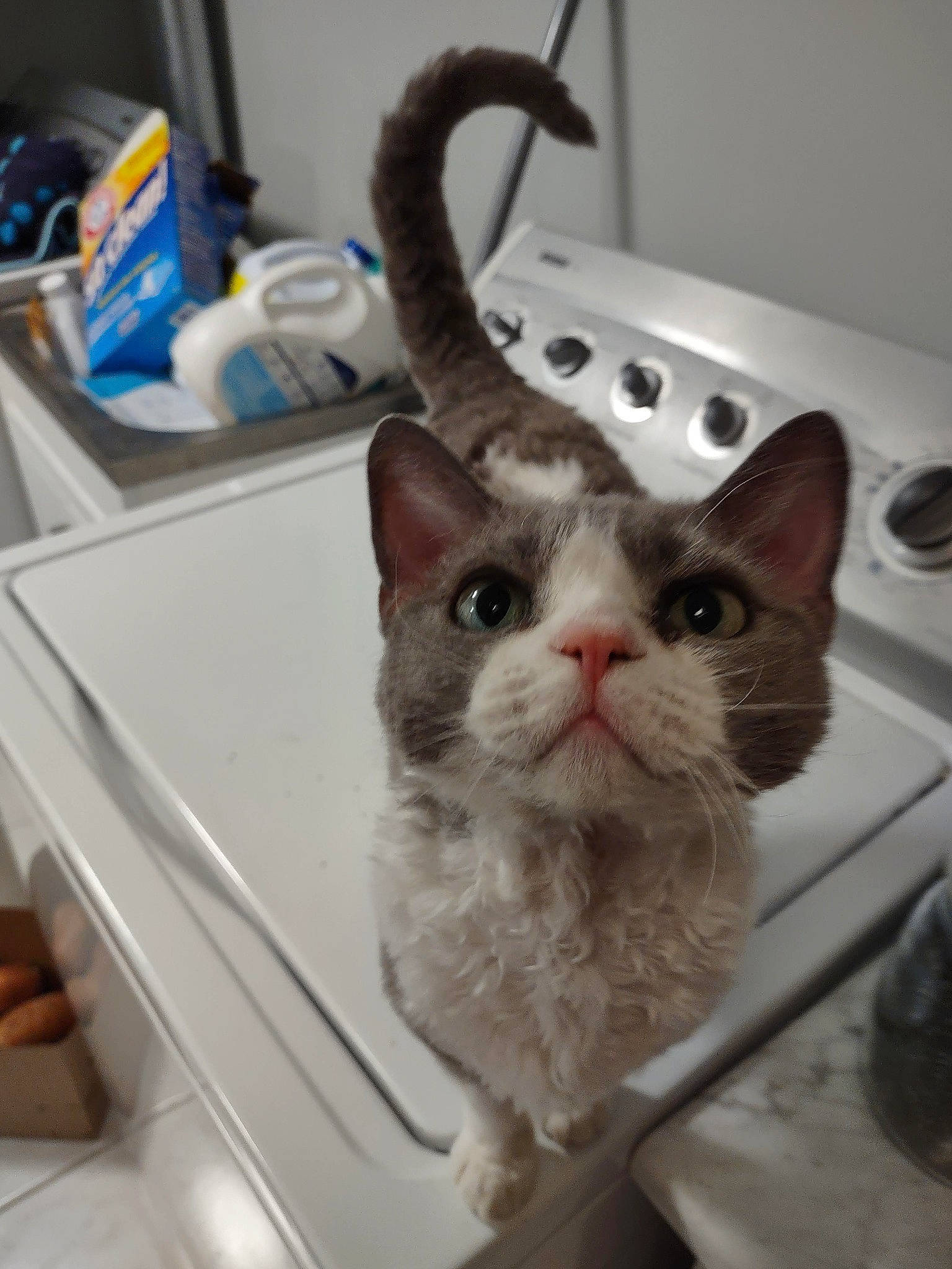 Lucy joined the competition — help win amazing prizes! beard, carnivore, cat, domestic_short_haired_cat, felidae, fur, moustache, paw, pet_supply, plant, small_to_medium_sized_cats, snout, whiskers