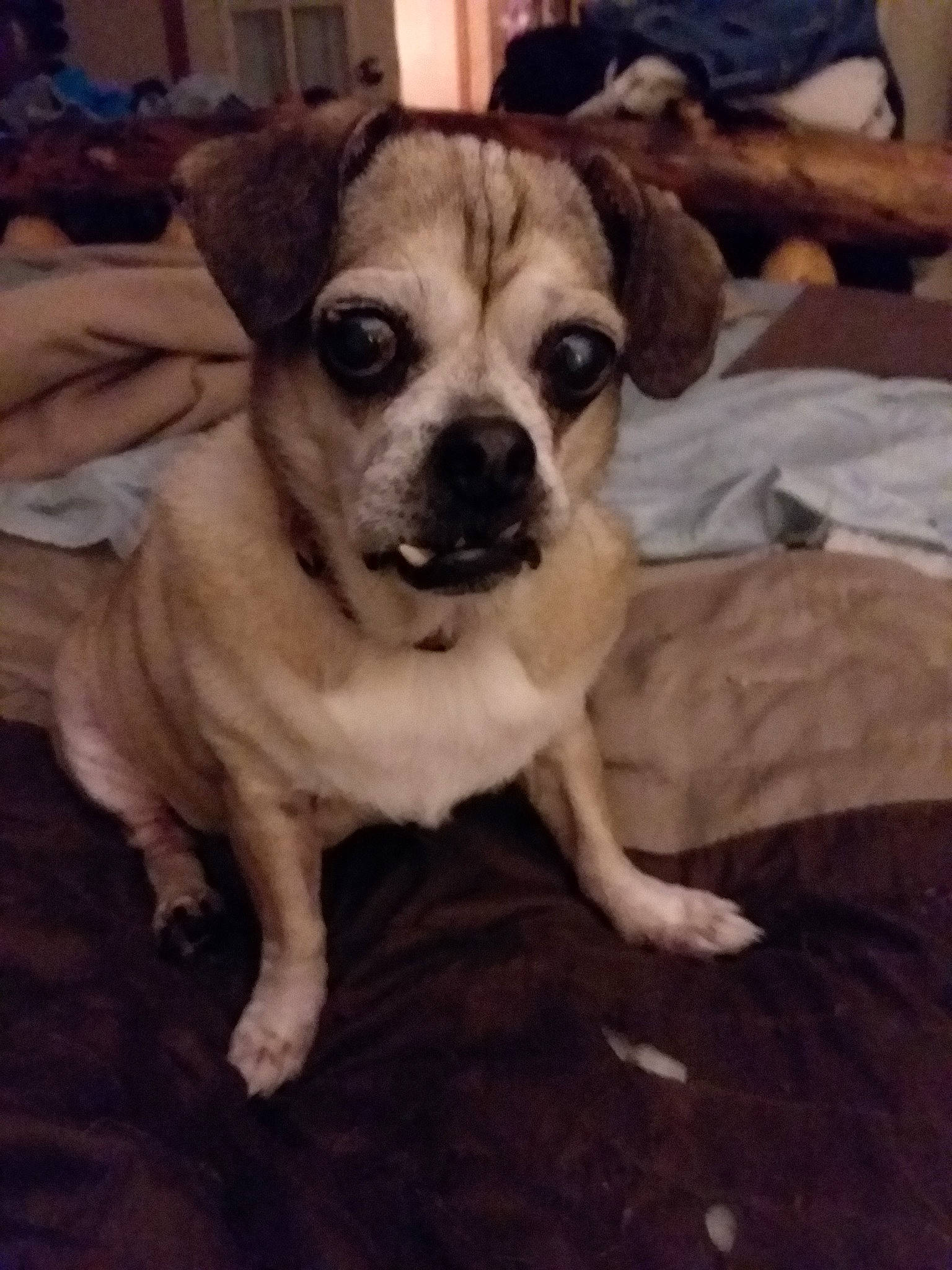 Joplin is registered to the contest to win money with this photo: canidae, carnivore, chihuahua, companion_dog, dog, dog_breed, fawn, mammal, pug, puggle, puppy, puppy_love, snout, sporting_group, toy_dog, vertebrate