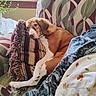 dog, couch, pillow, blanket, window, indoor, resting, brown, white, patterned, fringe, fabric, cozy, relaxed, furniture, natural_light, home, pet, comfort, animal