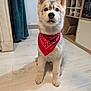 Kaï a rejoint le concours — aidez-le/la à gagner de superbes lots ! adorable, animal, bandana, cozy, curious, cute, dog, ears, floor, fur, furniture, home, indoor, looking_up, pet, puppy, shelf, sitting, wood_floor, young_dog