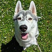 Kaï a rejoint le concours — aidez-le/la à gagner de superbes lots ! animal, canine, closeup, daylight, dog, ears, eyes, fur, grass, greenery, happy, husky, leash, nature, outdoor, pet, playful, smiling, snout, tongue