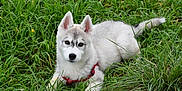 Kaï a rejoint le concours — aidez-le/la à gagner de superbes lots ! animal, canine, cute, dog, ears, eyes, fur, grass, green, husky, laying_down, leash, nature, outdoor, pet, playful, portrait, puppy, red_harness, young