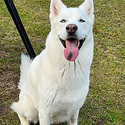 Zeus is registered to the contest to win money with this photo: dog, white_dog, sitting, grass, outdoor, happy, tongue_out, ears_up, pet, canine, garden, yard, animal, nature, daylight, friendly, close_up, fur, blue_eyes, muzzle