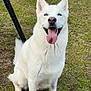 dog, white_dog, sitting, grass, outdoor, happy, tongue_out, ears_up, pet, canine, garden, yard, animal, nature, daylight, friendly, close_up, fur, blue_eyes, muzzle