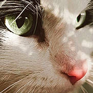Loki participe au concours pour gagner de l'argent avec cette photo : animal, cat, close_up, cute, detailed, domestic_animal, face, feline, focused, fur, green_eyes, indoor, macro, nature, pet, pink_nose, portrait, soft_light, texture, whiskers