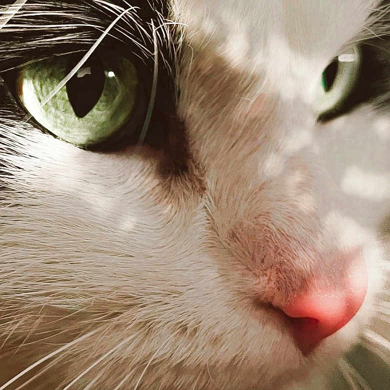 Loki
