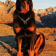 Niouk a rejoint le concours — aidez-le/la à gagner de superbes lots ! animal, black, brown, canine, collar, dog, fur, landscape, majestic, mountains, nature, outdoor, pet, rock, rottweiler, scenery, sitting, sunlight, sunset, wild