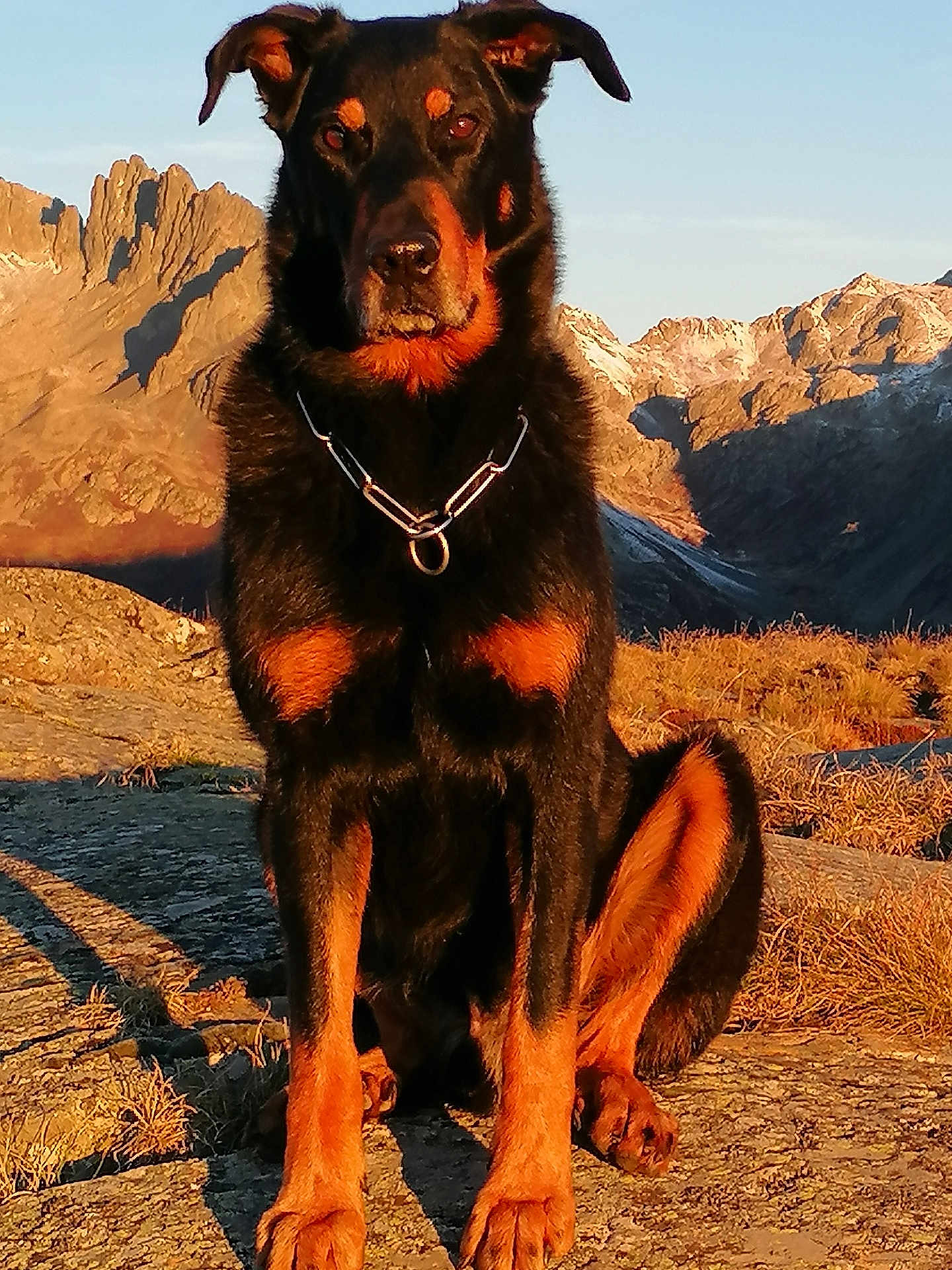 Niouk a rejoint le concours — aidez-le/la à gagner de superbes lots ! animal, black, brown, canine, collar, dog, fur, landscape, majestic, mountains, nature, outdoor, pet, rock, rottweiler, scenery, sitting, sunlight, sunset, wild