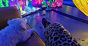 Cookie is registered to the contest to win money with this photo: dog, white_dog, couch, leopard_print_pants, person, legs, underwater_theme, light_installation, mermaid, sea_creature, seahorse, coral, flower, glowing, colorful, indoor, art_installation, decorative_lighting, blue_lighting, relaxing