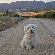 Cookie joined the competition — help win amazing prizes! dog, white_dog, fluffy, sitting, road, dirt_road, mountains, sunset, nature, outdoor, landscape, pets, animal, happy, smiling, rural, scenic, field, grass, sky