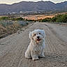 dog, white_dog, fluffy, sitting, road, dirt_road, mountains, sunset, nature, outdoor, landscape, pets, animal, happy, smiling, rural, scenic, field, grass, sky