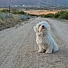 Cookie is registered to the contest to win money with this photo: dog, white_dog, fluffy, sitting, gravel_road, mountains, nature, outdoor, landscape, sky, rural, scenery, pet, animal, collar, quiet, peaceful, daytime, grass, bushes