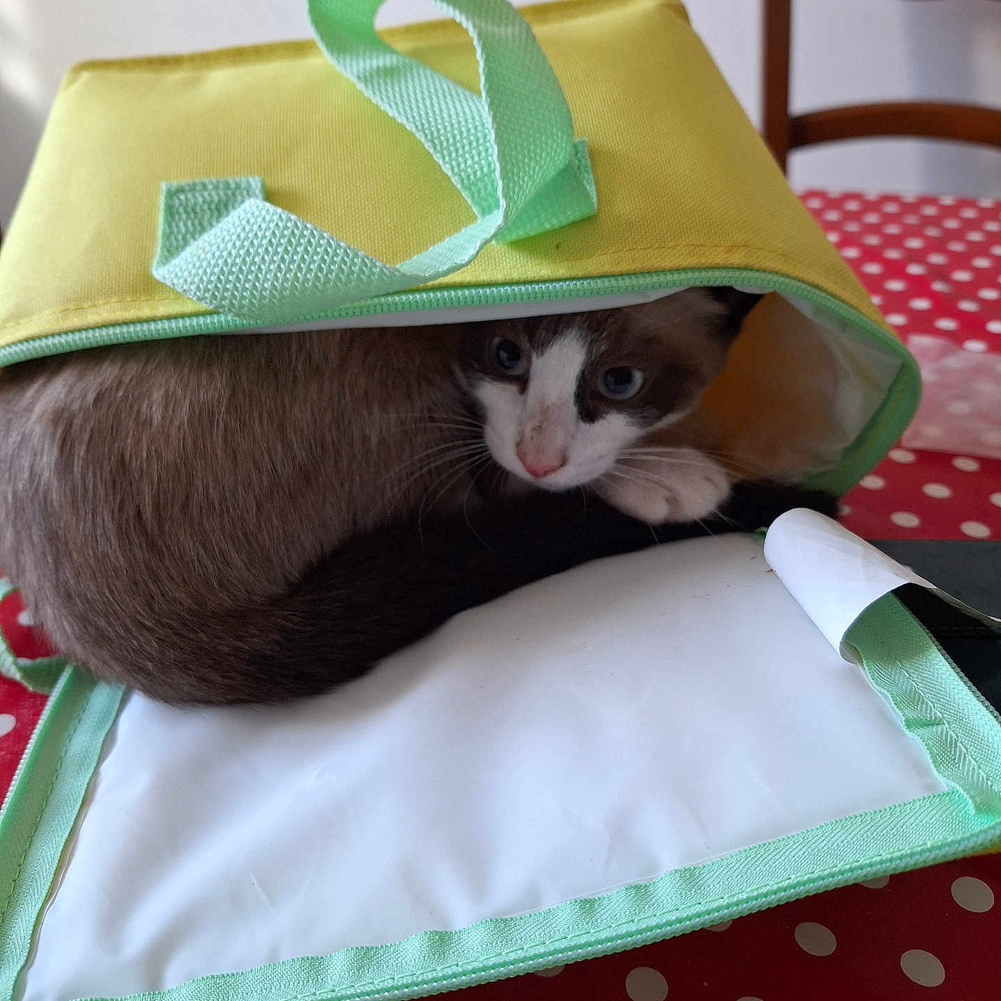 Smoke a rejoint le concours — aidez-le/la à gagner de superbes lots ! animal, bag, cat, cozy, curious, domestic, ears, face, feline, green, indoor, paws, pet, polka_dot, red, table, whiskers, white, wooden_chair, yellow