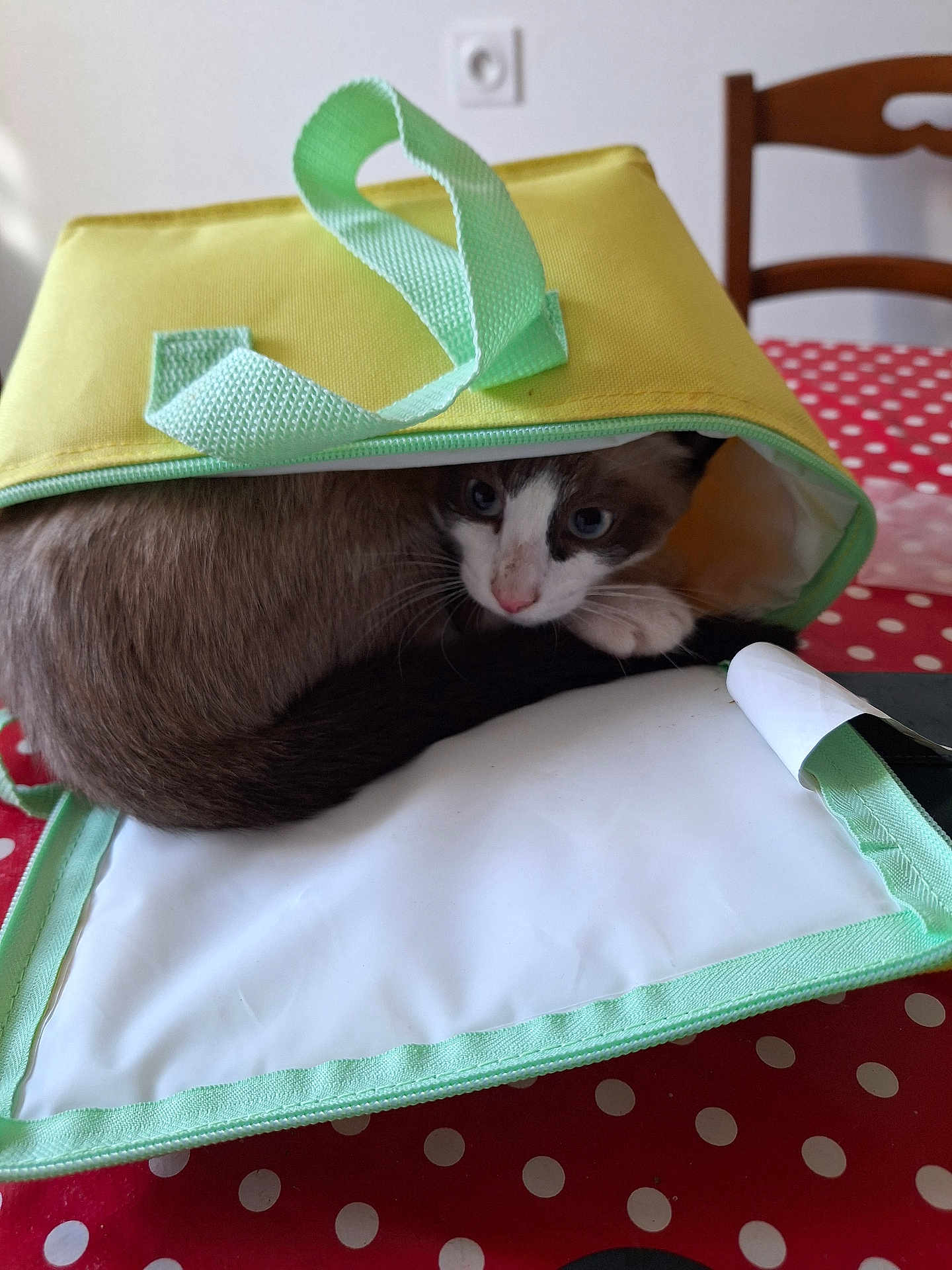 Smoke a rejoint le concours — aidez-le/la à gagner de superbes lots ! cat, table, bag, yellow, green, polka_dot, red, white, indoor, animal, feline, curious, pet, cozy, wooden_chair, face, whiskers, ears, paws, domestic