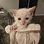 animal, cat, closeup, cozy, curious, cute, eyes, fur, hand, indoor, kitten, looking, paws, pet, small, soft, towel, white, wrapped, young