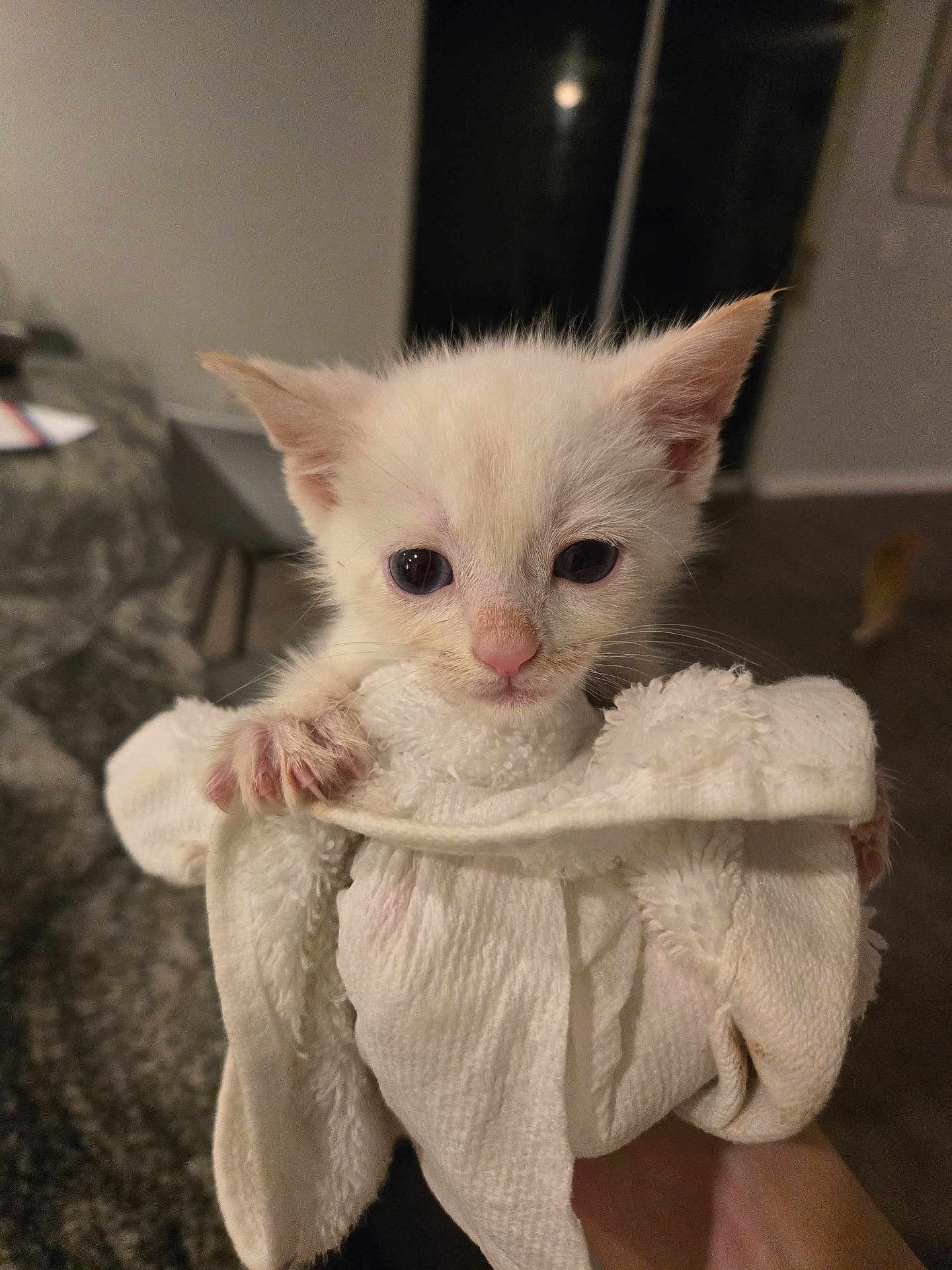 Gremlette is registered to the contest to win money with this photo: animal, cat, closeup, cozy, curious, cute, eyes, fur, hand, indoor, kitten, looking, paws, pet, small, soft, towel, white, wrapped, young
