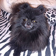 Layko participe au concours pour gagner de l'argent avec cette photo : dog, pomeranian, black_fur, fluffy, pet, animal, indoor, blanket, zebra_pattern, pillow, cozy, cute, small_dog, fur, lying_down, face, eyes, companion, domestic_animal, resting