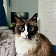 Angel joined the competition — help win amazing prizes! animal_portrait, bedroom, blanket, blue_eyes, brown_fur, cat, close_up, cozy, curtain, domestic_animal, door, feline, fur, indoor, pet, siamese_cat, soft_lighting, television, whiskers, white_fur