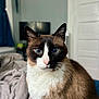 animal_portrait, bedroom, blanket, blue_eyes, brown_fur, cat, close_up, cozy, curtain, domestic_animal, door, feline, fur, indoor, pet, siamese_cat, soft_lighting, television, whiskers, white_fur