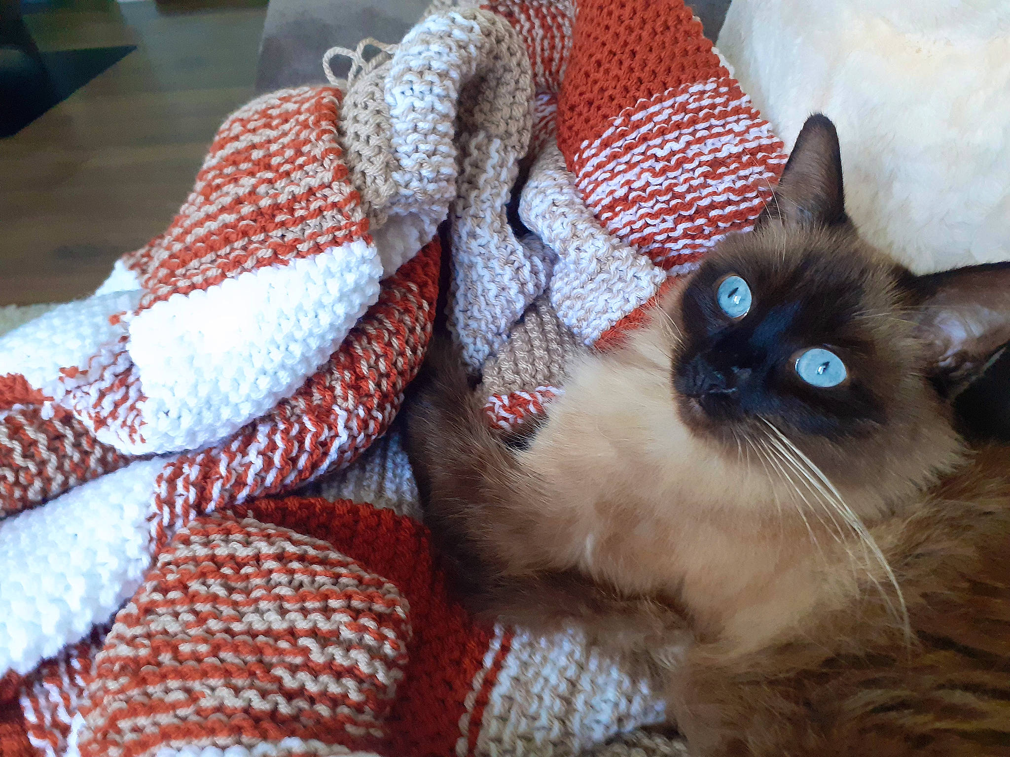 Emy participe au concours pour gagner de l'argent avec cette photo : art, balinese, birman, carnivore, cat, comfort, domestic_short_haired_cat, fawn, felidae, fur, linens, pattern, siamese, small_to_medium_sized_cats, snout, thai, thread, whiskers, wool, woven_fabric