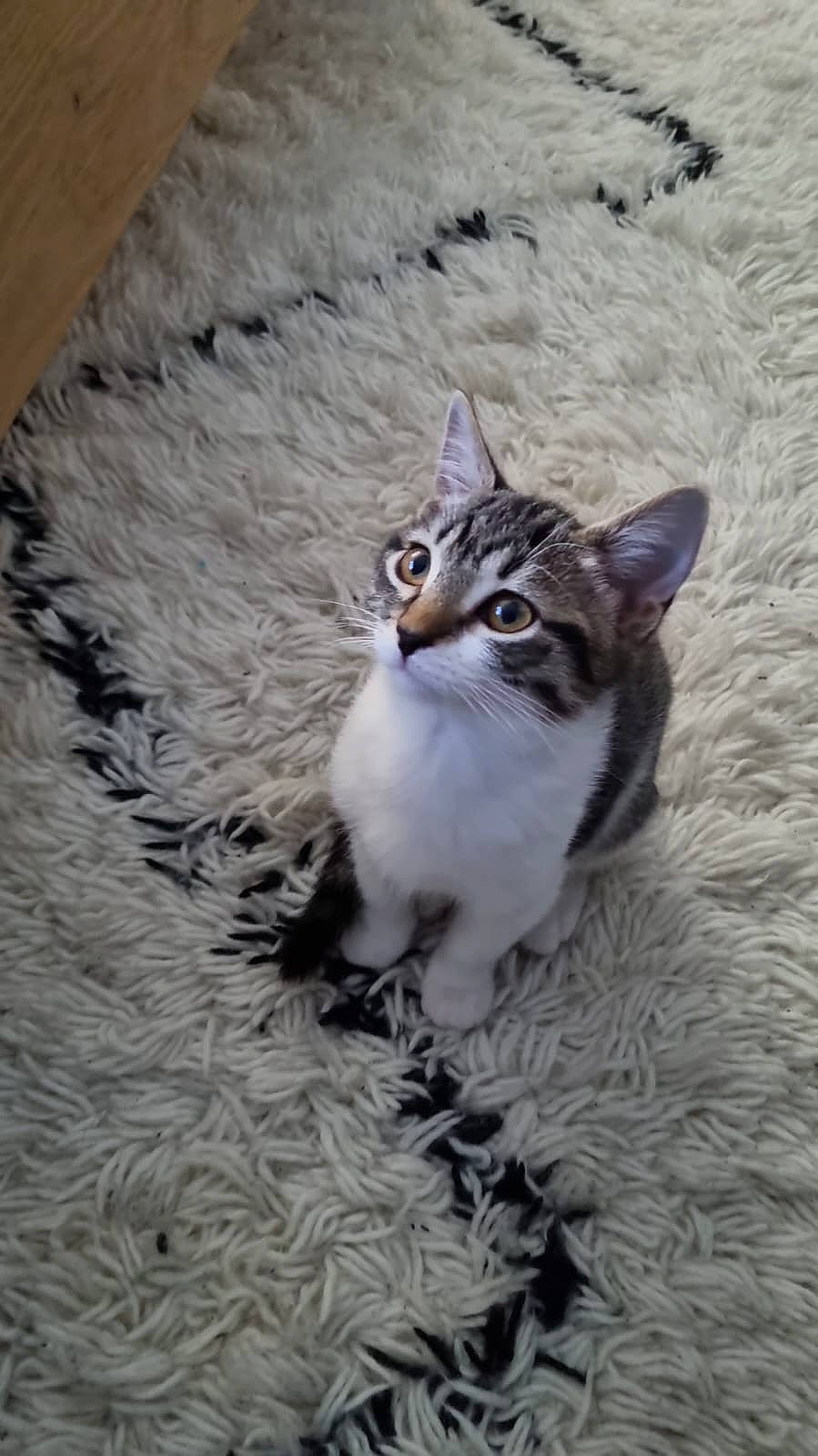 Serena a rejoint le concours — aidez-le/la à gagner de superbes lots ! carnivore, cat, claw, domestic_short_haired_cat, door, eye, felidae, flooring, foot, fur, grey, paw, small_to_medium_sized_cats, snout, tail, terrestrial_animal, whiskers, wildlife, window, wood