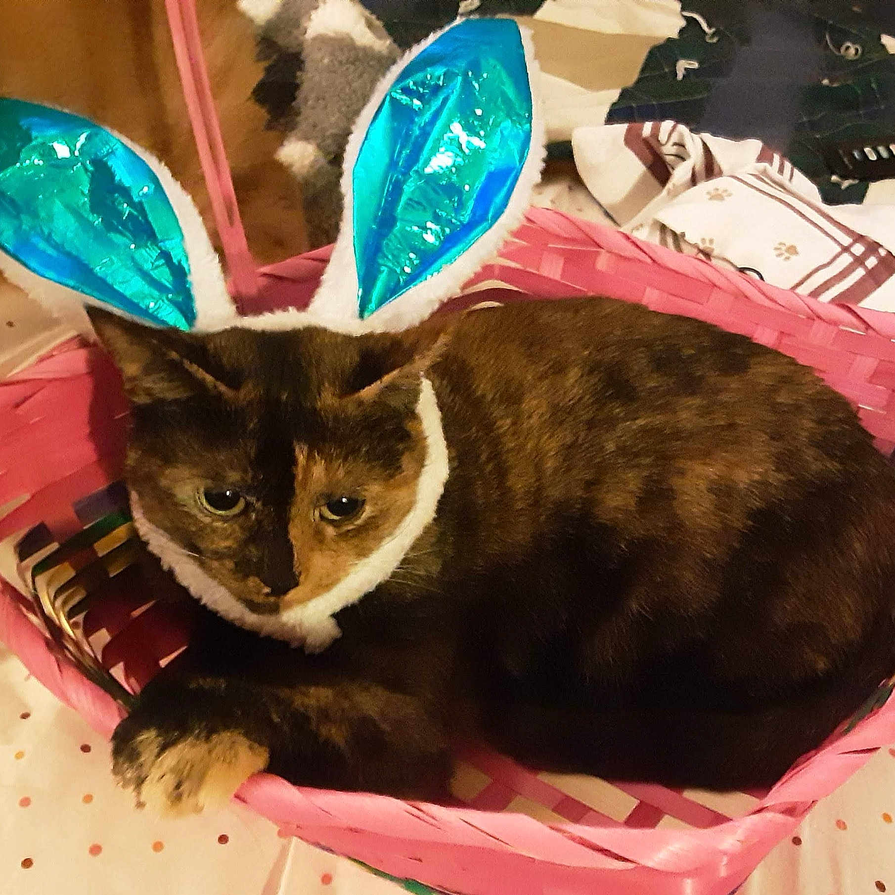 Tinky joined the competition — help win amazing prizes! bag, basket, box, carnivore, cat, cat_supply, comfort, costume_hat, domestic_short_haired_cat, fashion_accessory, fawn, felidae, fur, mammal, paper_bag, paw, pet_supply, small_to_medium_sized_cats, tail, whiskers