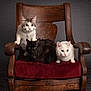 Squirt is registered to the contest to win money with this photo: animal, black_cat, cat, chair, curious, ears, feline, fur, green_eyes, indoor, pet, portrait, red_cushion, sitting, still_life, tabby_cat, three_cats, whiskers, white_cat, wooden_chair