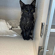 Squirt joined the competition — help win amazing prizes! animal, black_cat, cage, cat, corner, door, ears, expression, eyes, face, feline, floor, fur, indoors, metal, pet, sitting, texture, towel, wet_cat