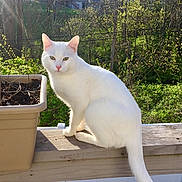 Aaru is registered to the contest to win money with this photo: cat, white_cat, animal, pet, outdoor, sunlight, wooden_railing, planter, greenery, trees, house, nature, feline, sitting, daylight, fur, tail, ears, nose, eyes