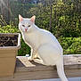 cat, white_cat, animal, pet, outdoor, sunlight, wooden_railing, planter, greenery, trees, house, nature, feline, sitting, daylight, fur, tail, ears, nose, eyes